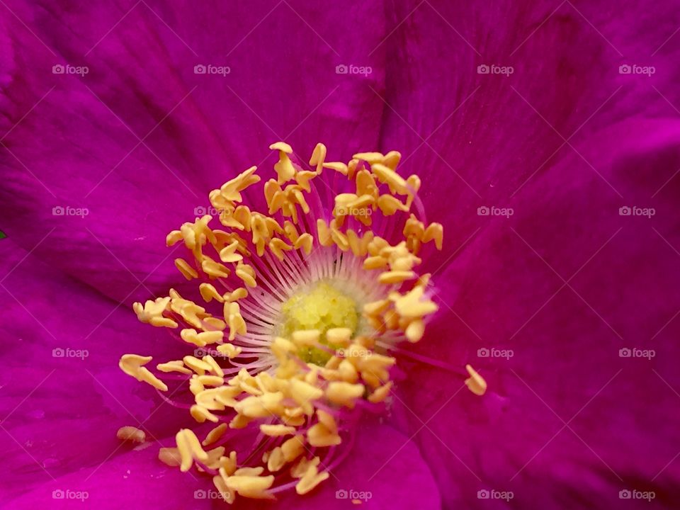 Center of a rose closeup 