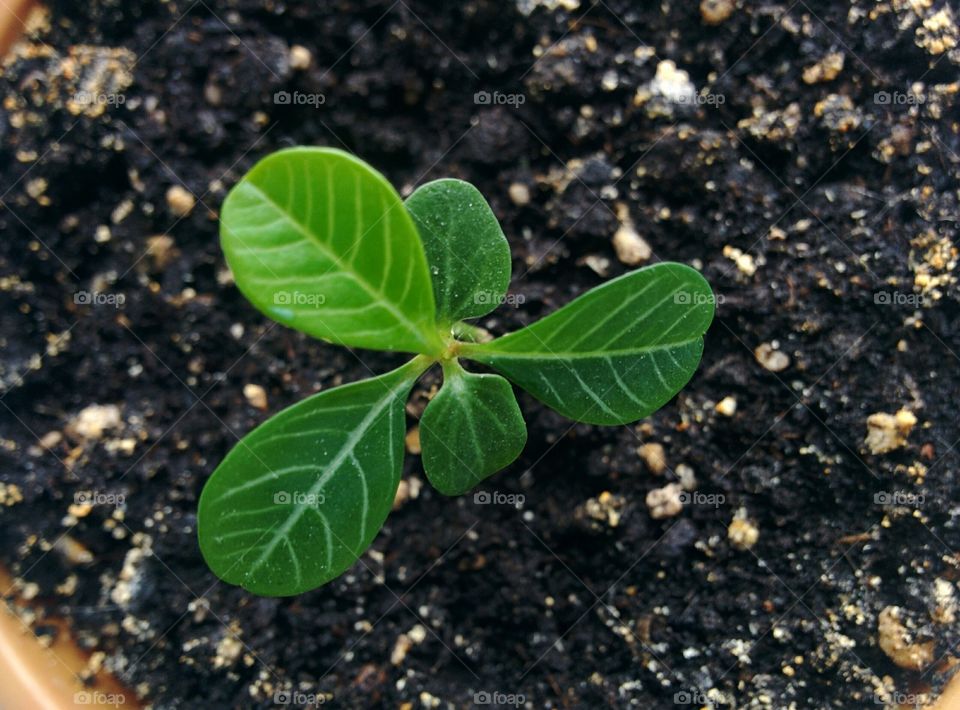 Soil, Leaf, Ball Shaped, Sprout, Growth