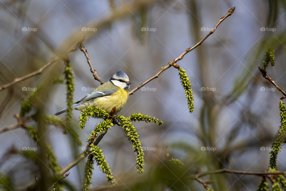 A portrait of a blue tit sitting on a branch looking around in the middle of a forest.