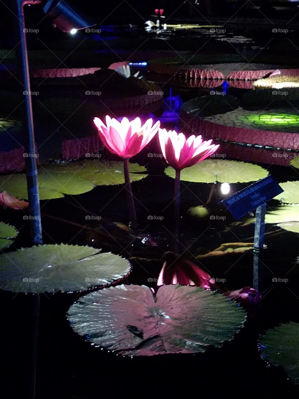 lit water lillies