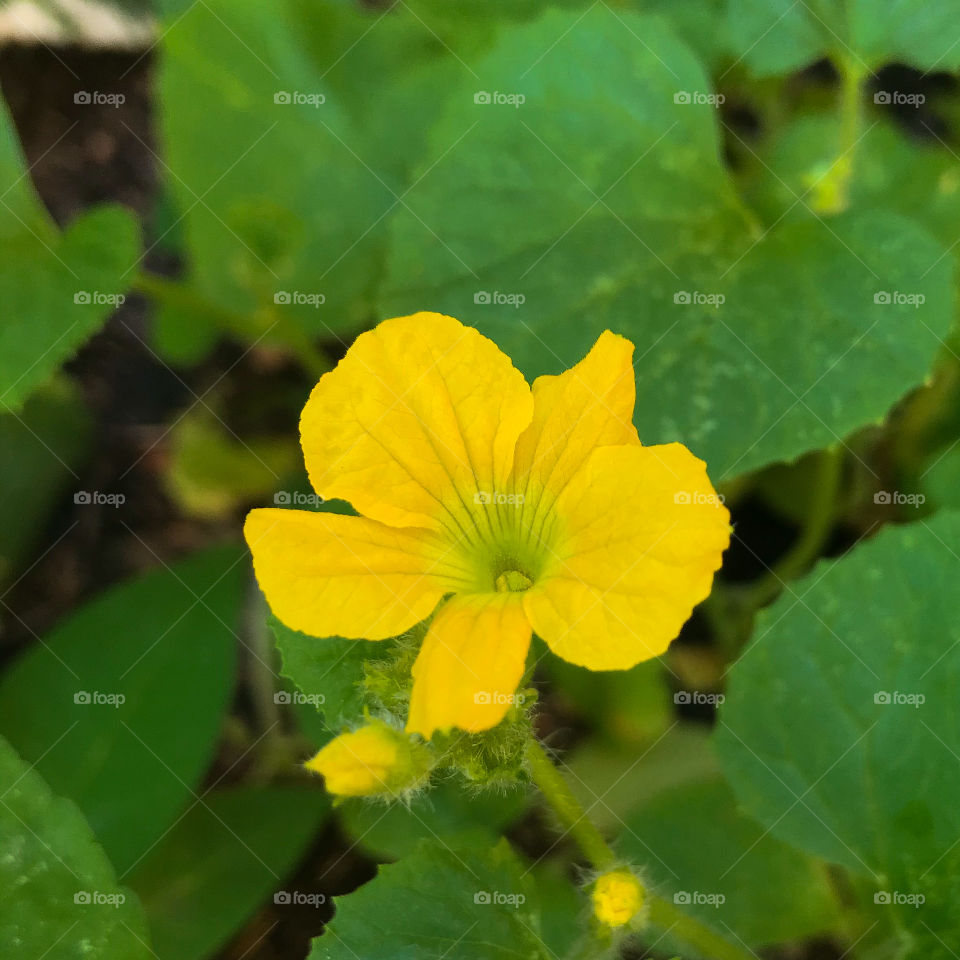 Bom dia com essa linda flor. 😊