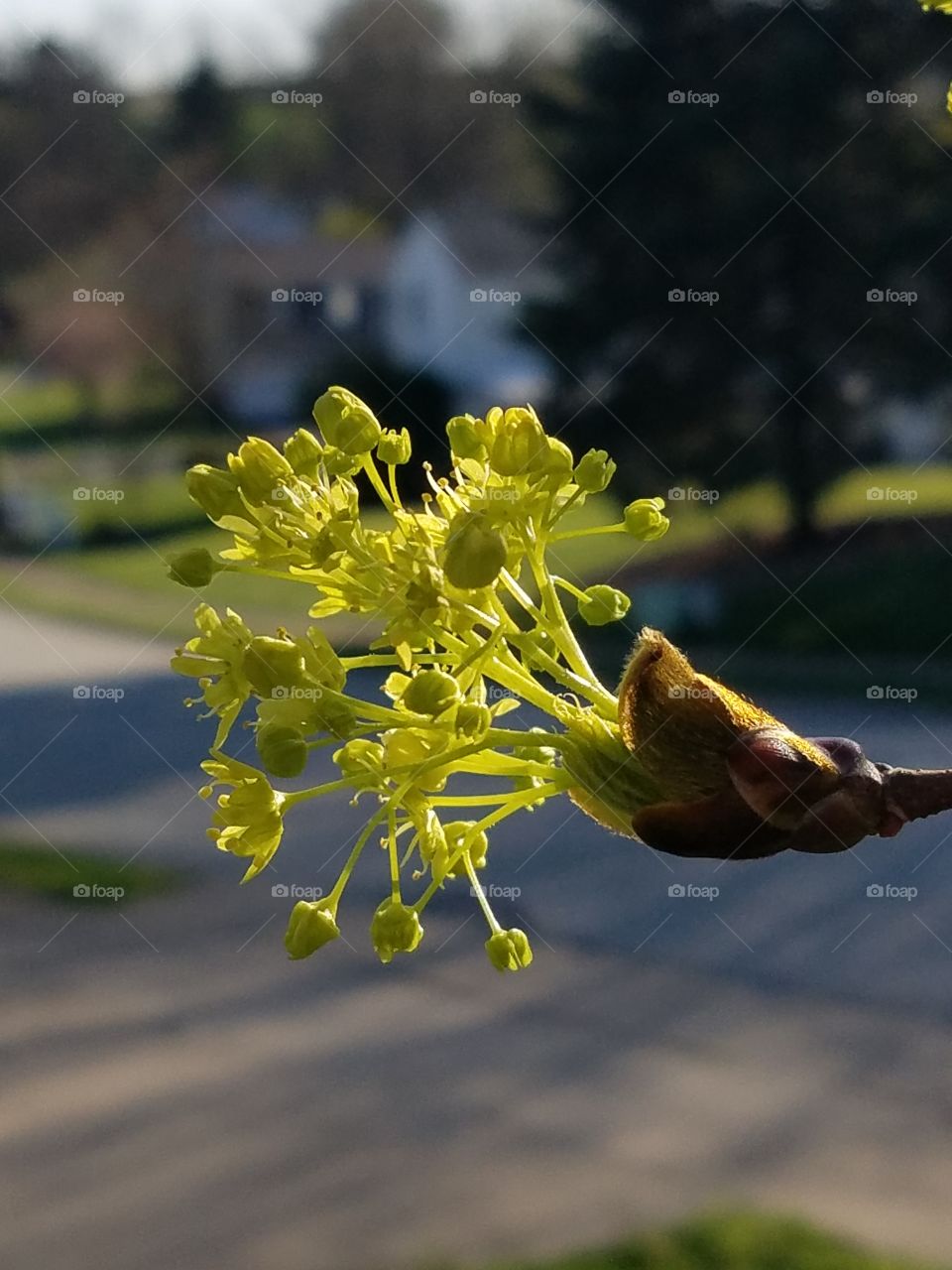 Tree leaves blooming