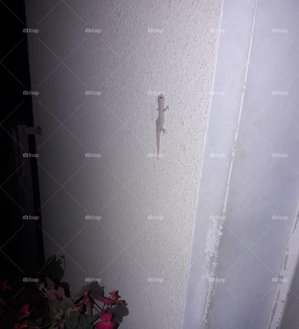 lizard on the wall outside the house