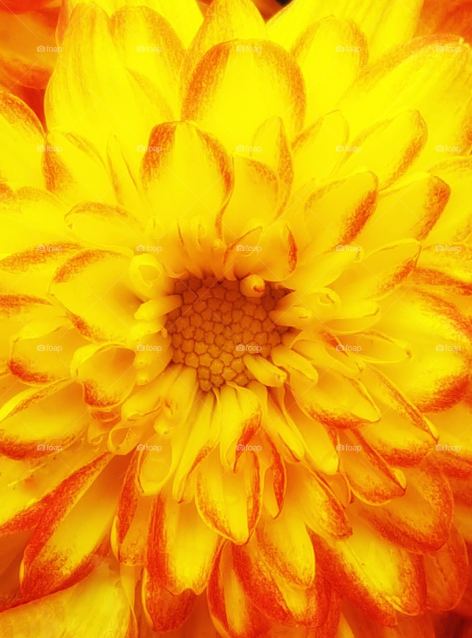 Macro shot of a Chrysanthemum