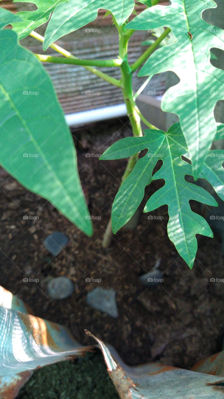 ¿cómo la conocen en su país? en Colombia le decimos papaya o lechosa!!! esta es la planta que lo produce... Genial