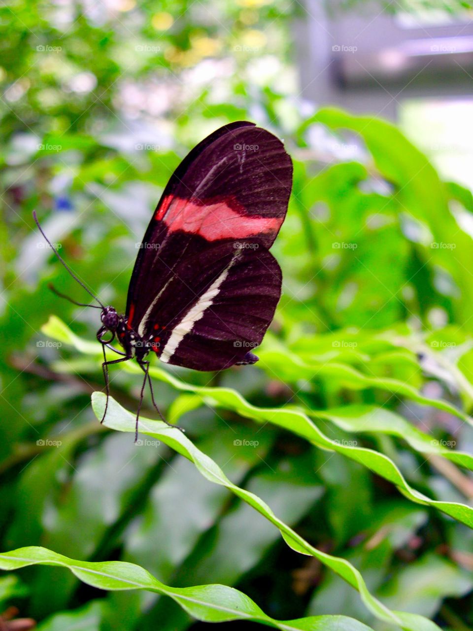 Pretty little butterfly 