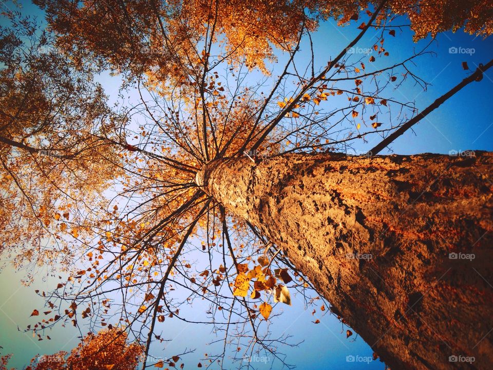 Top of the tree in the forest . Autumn and dry yellow trees 