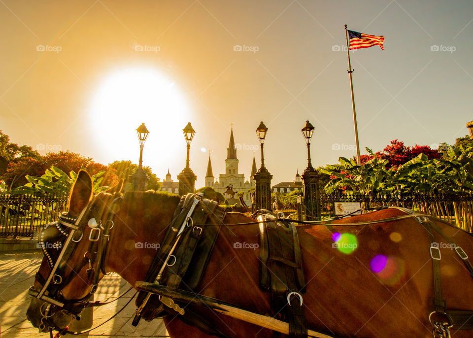 Urban New Orleans horse and buggy at sunset in Jackson Square