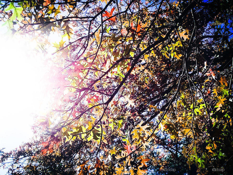 Sun Flare Tree
