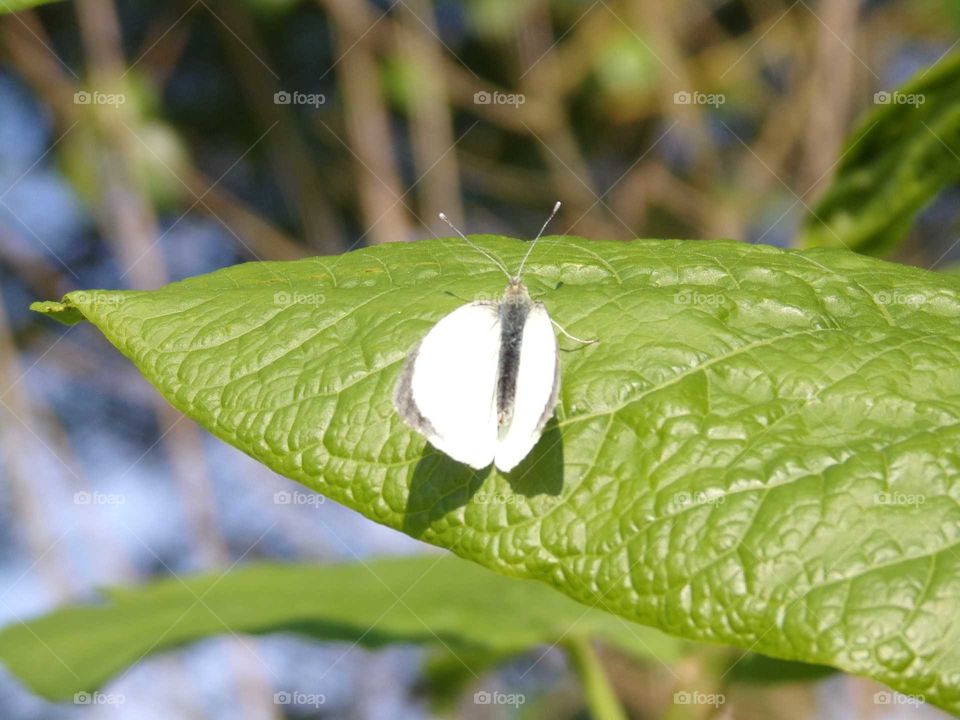 kleiner Kohlweißling auf großen Blatt