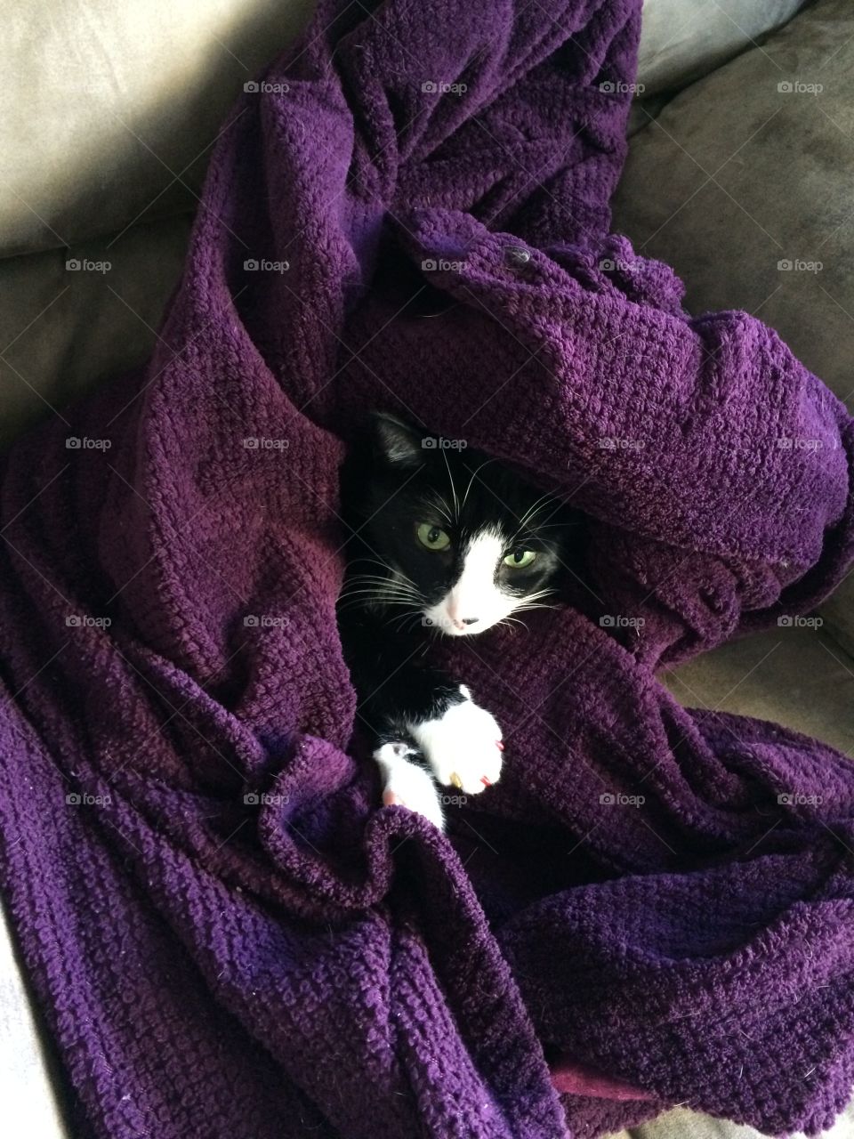 Snug as a cat 