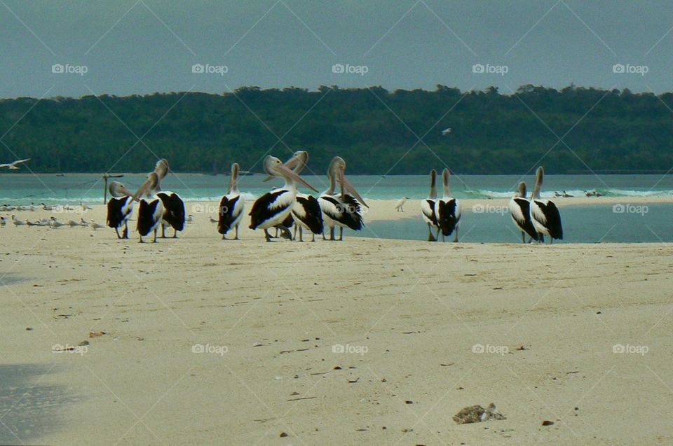 pelicans south east moluccas