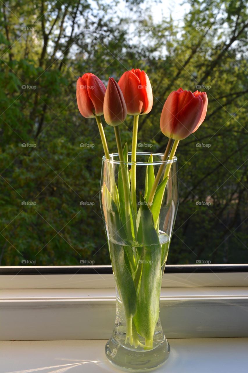 red tulips flowers in vase spring time