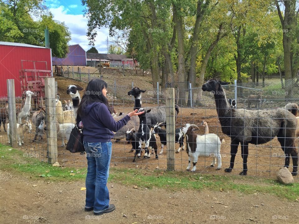 So many animals . Day at the farm trying to find the perfect pumpkin