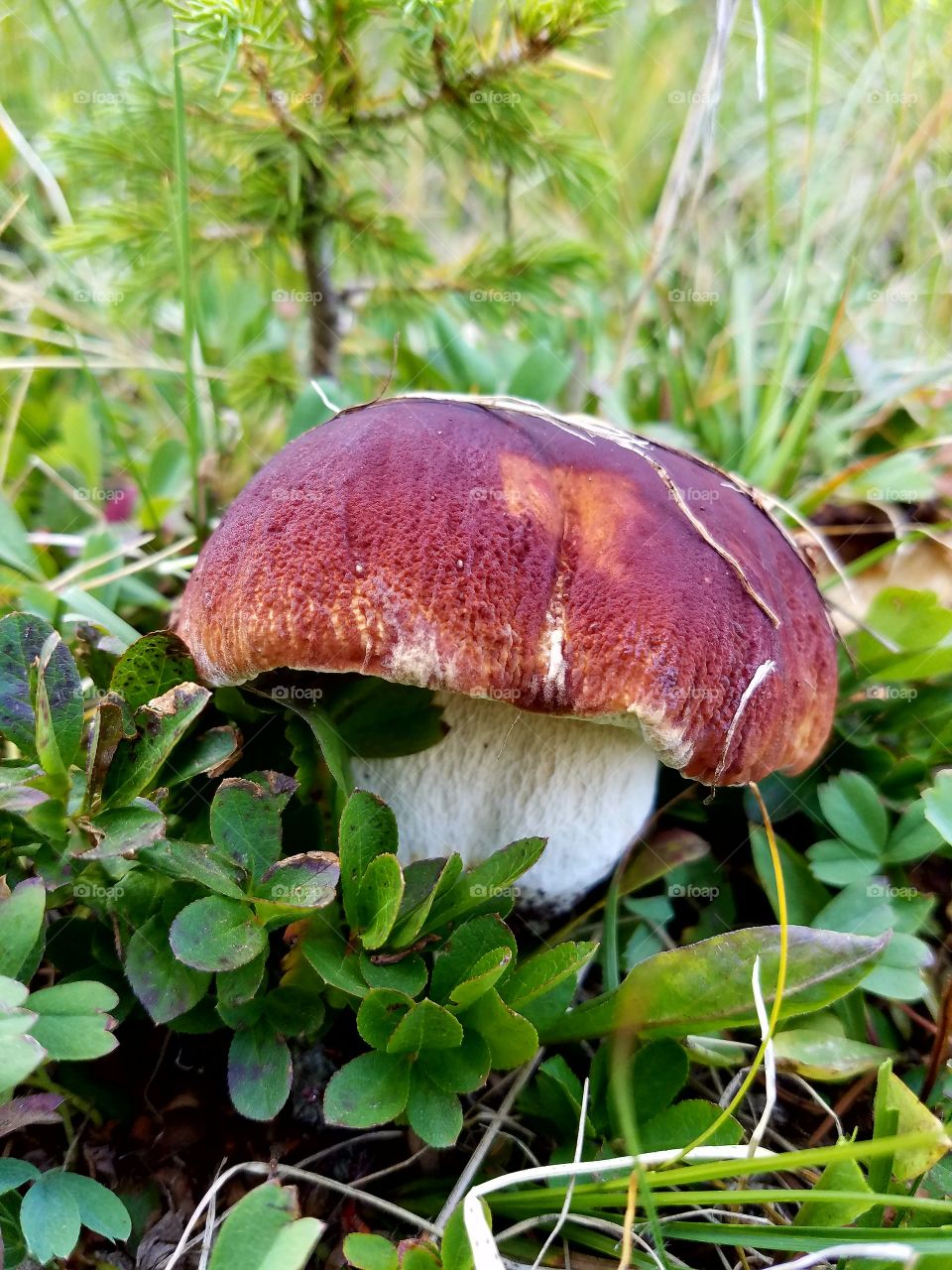 wilde mushrooms