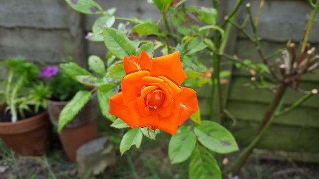 rose