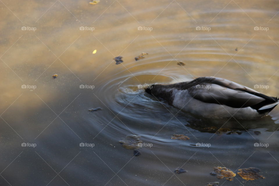 to the right of the frame, a duck sticks his head under the water at a bird sanctuary