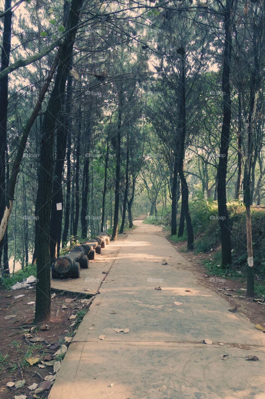Walking track in the park