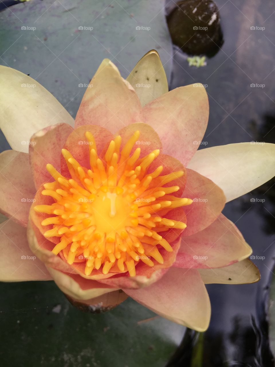 Peach colored lotus