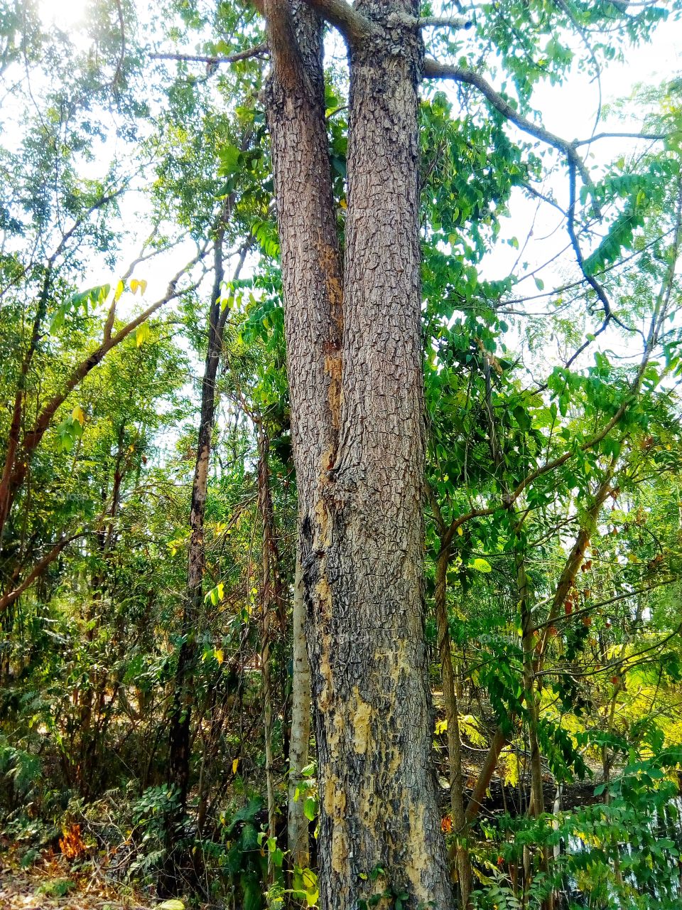 Tree, Forest, Bark, Nature