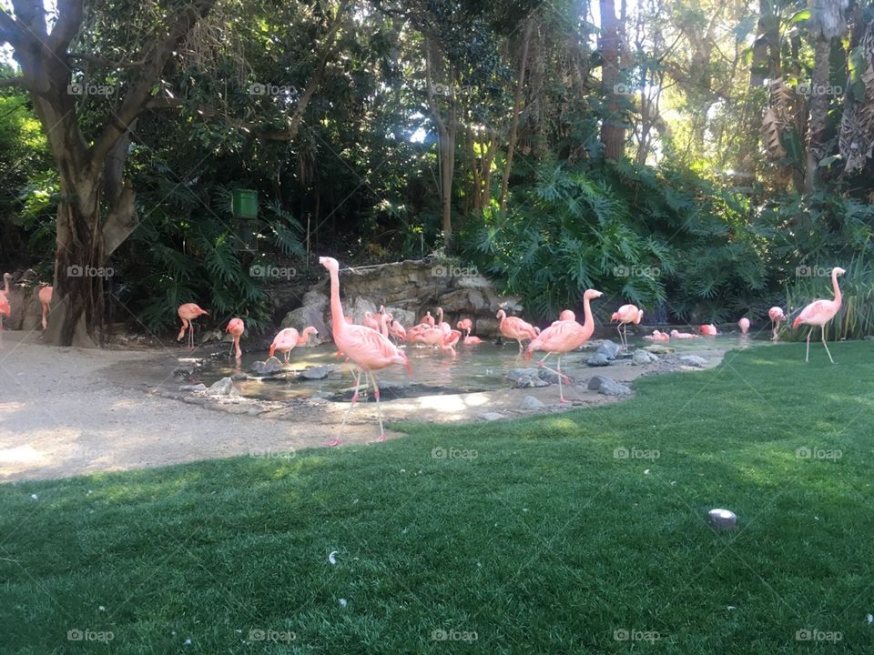Flamingos At Los Angeles Zoo
