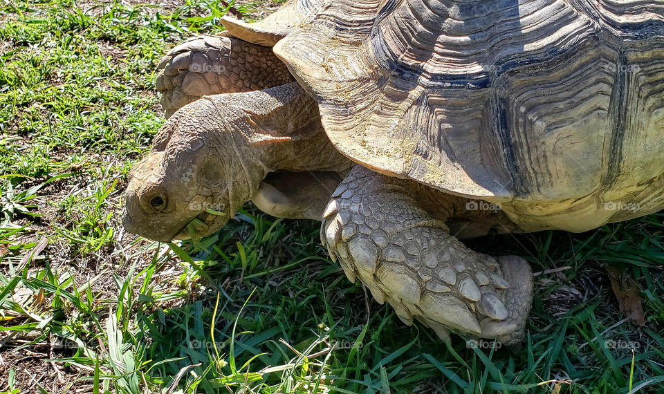a hungry turtle.