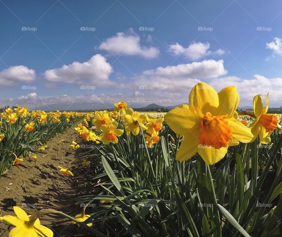 Daffodil fields in Skagit Valley, Washington 