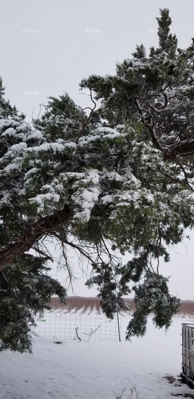 cedar tree in winter