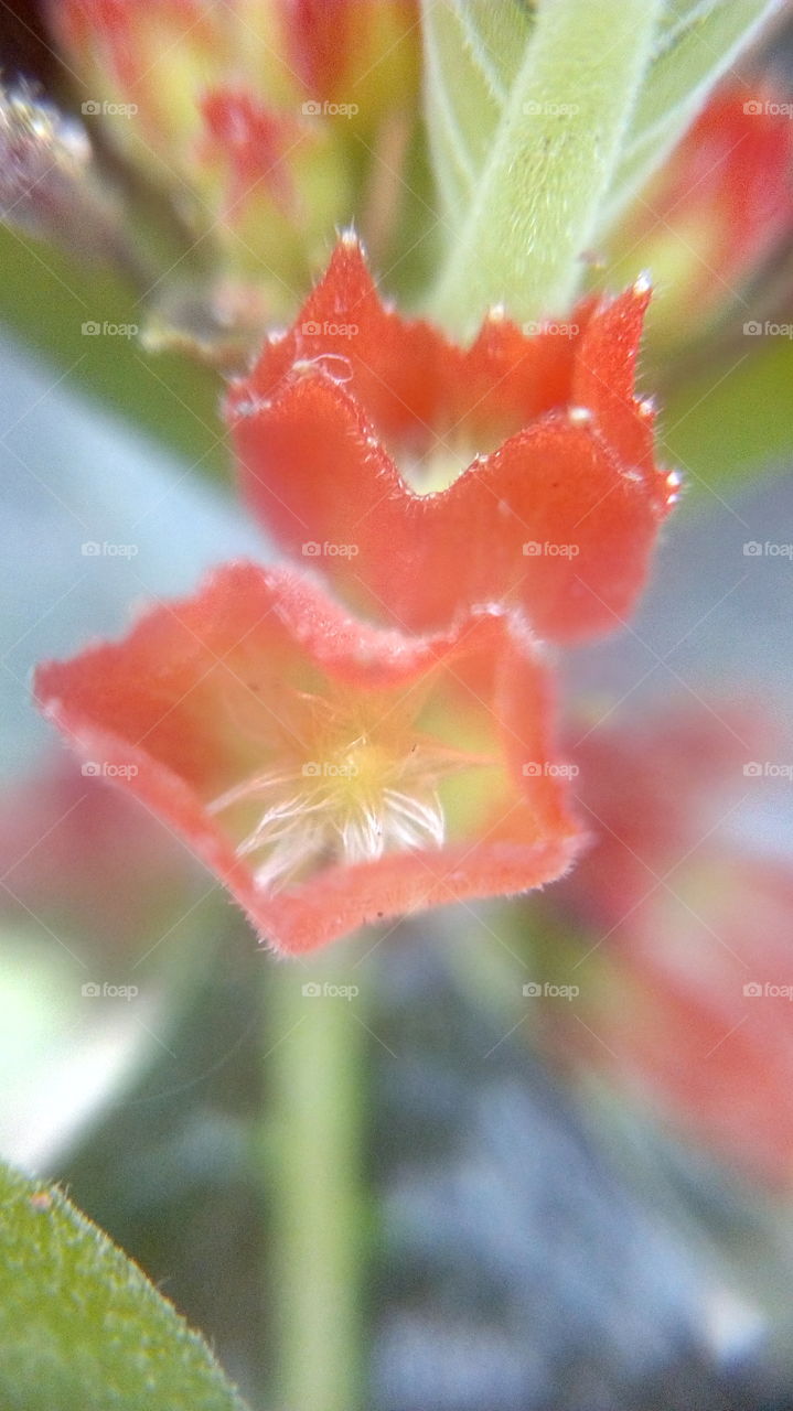 macro fhoto's with heandphone