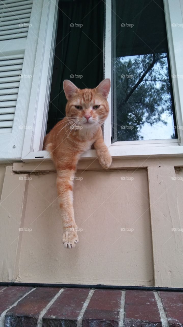 cat hunging in window