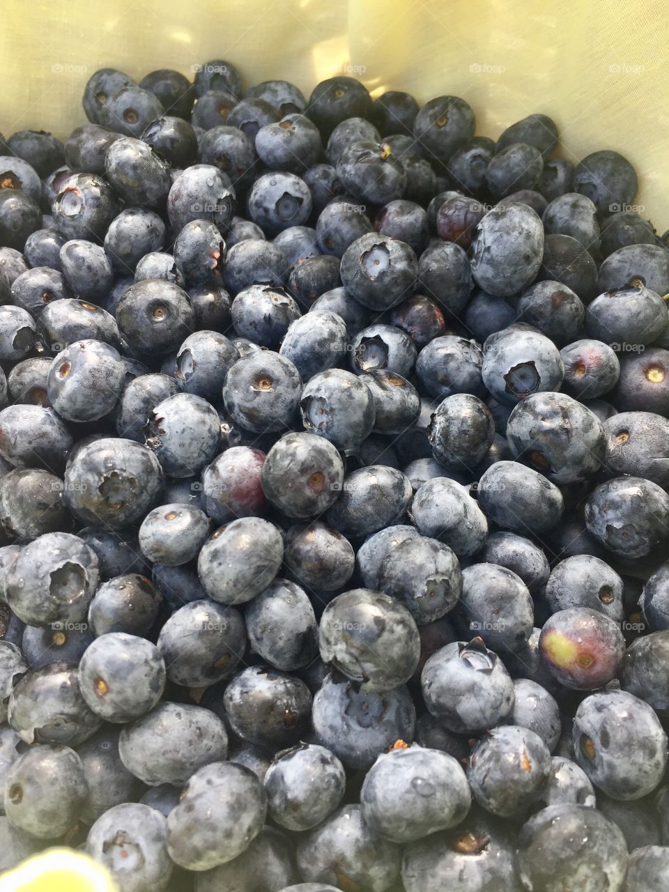 Fresh Blueberries 