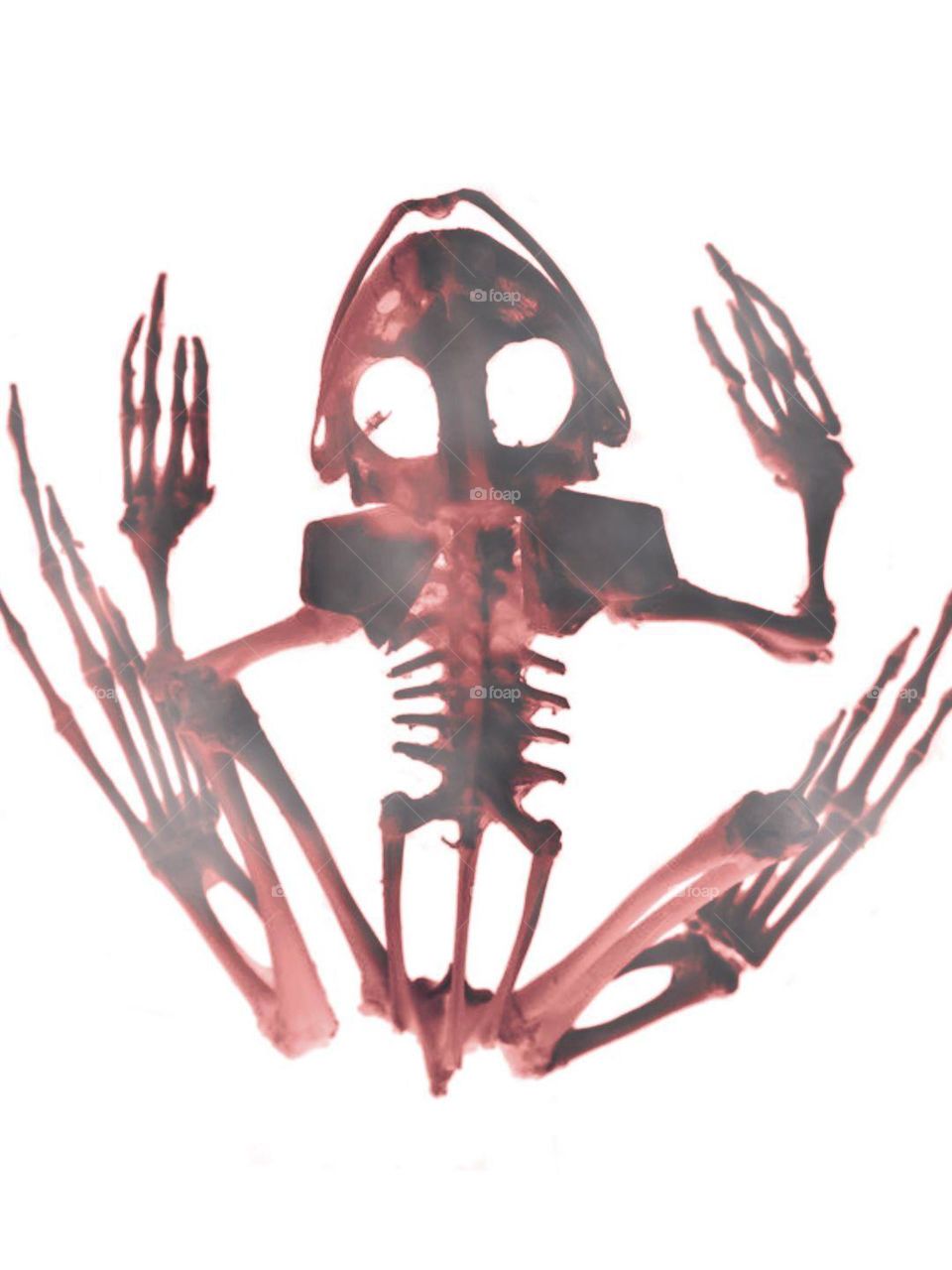 Red Skelett frog