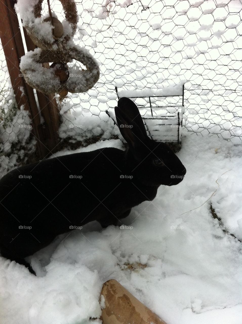 Cute pet bunny rabbit in the snow