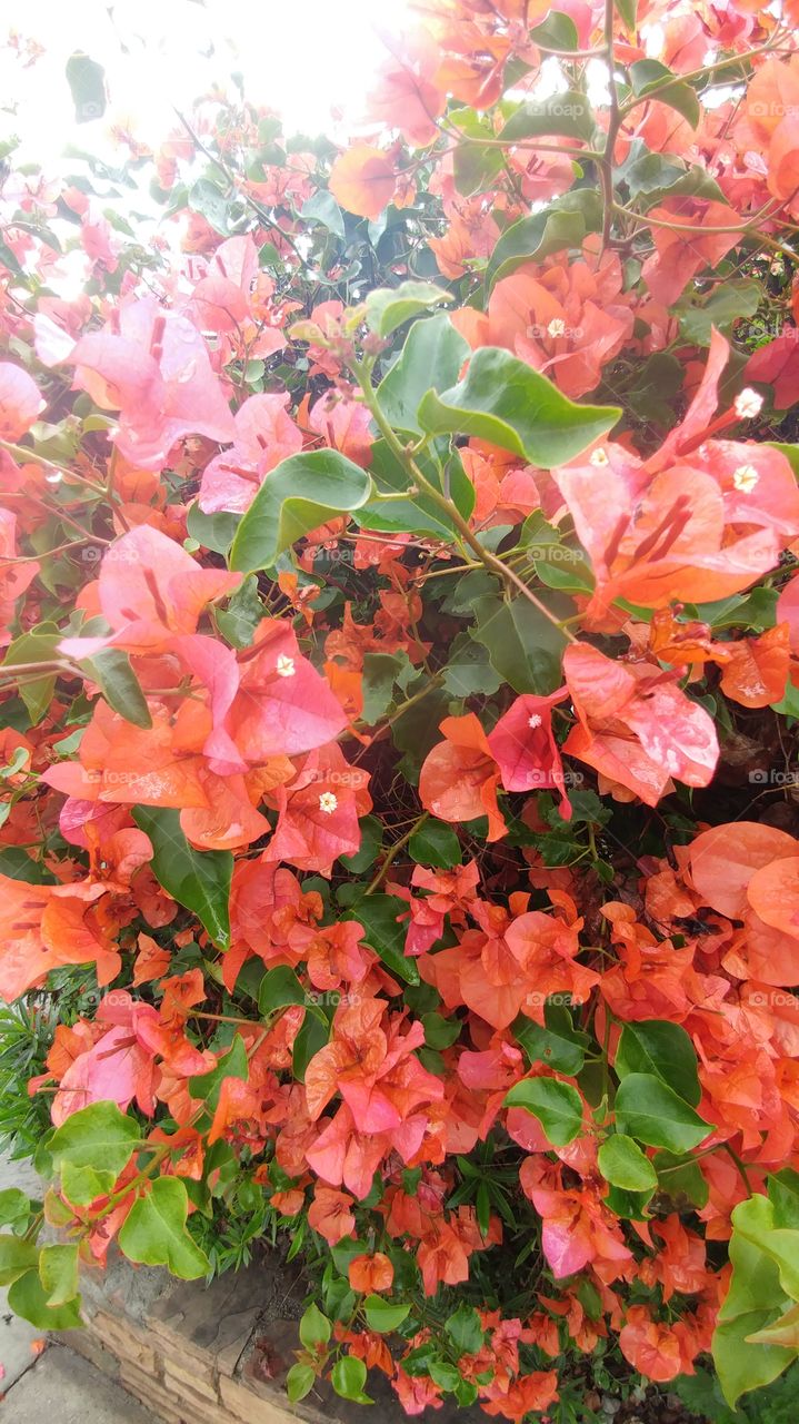 pink flowers in greenery and bush