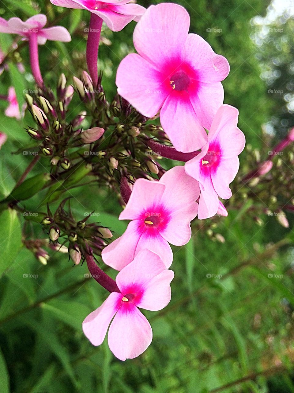 Pink phlox 