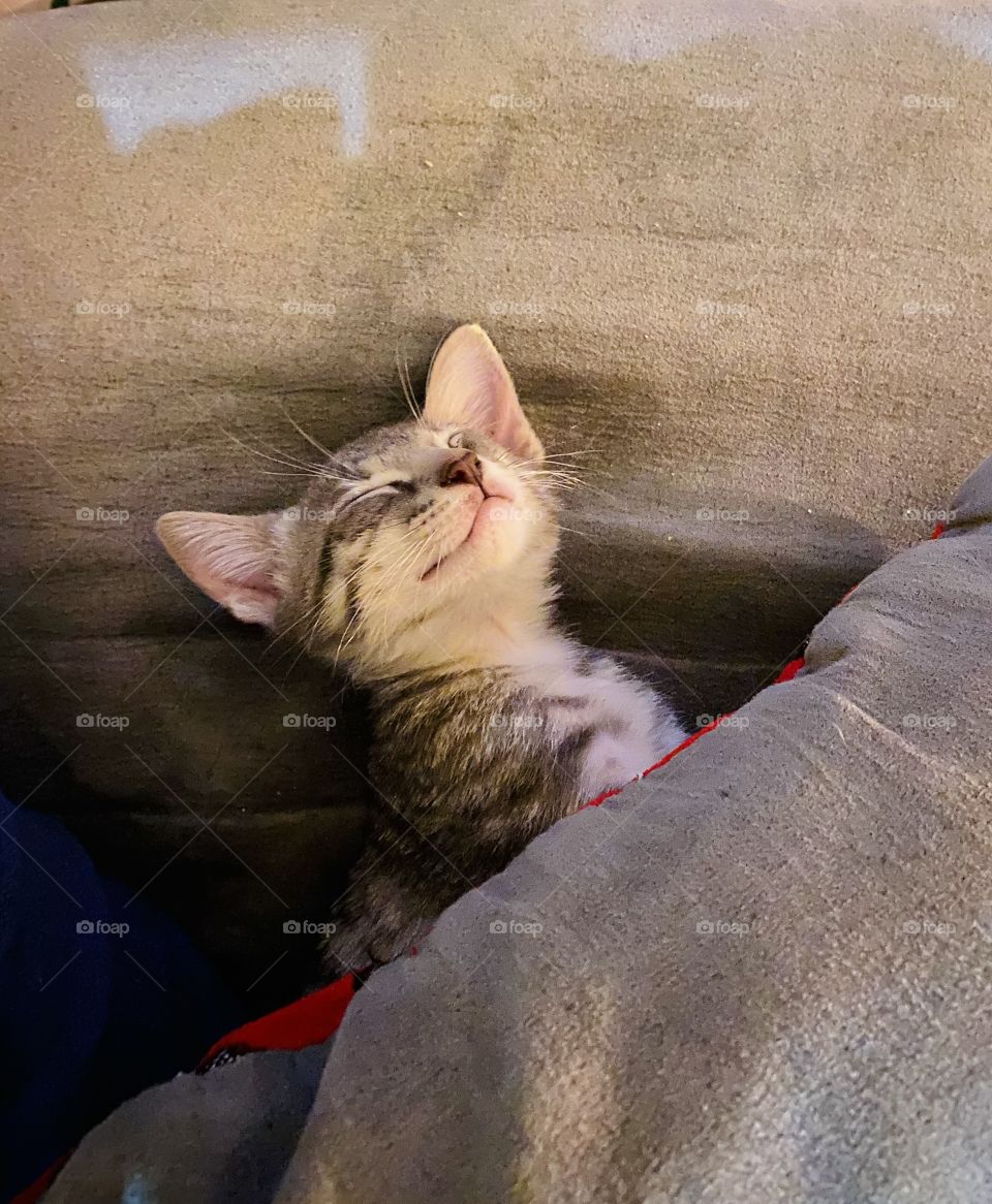 Sleepy little kitten 