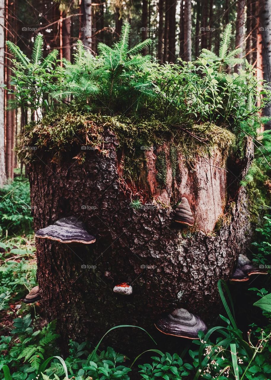 A forest stump is like a living being 