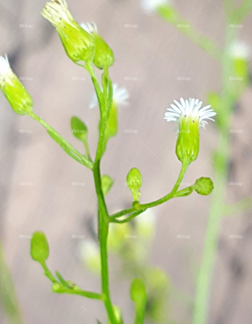 No Person, Nature, Leaf, Summer, Growth