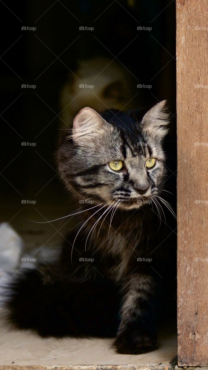 Cat looking out door