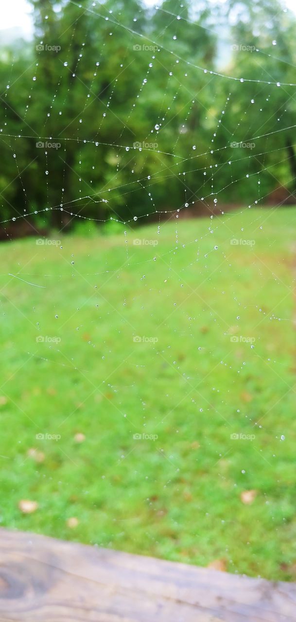 rainy day spider web