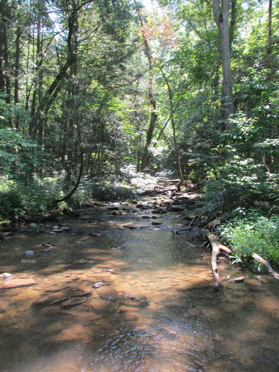 Nature, Wood, Water, Tree, Landscape