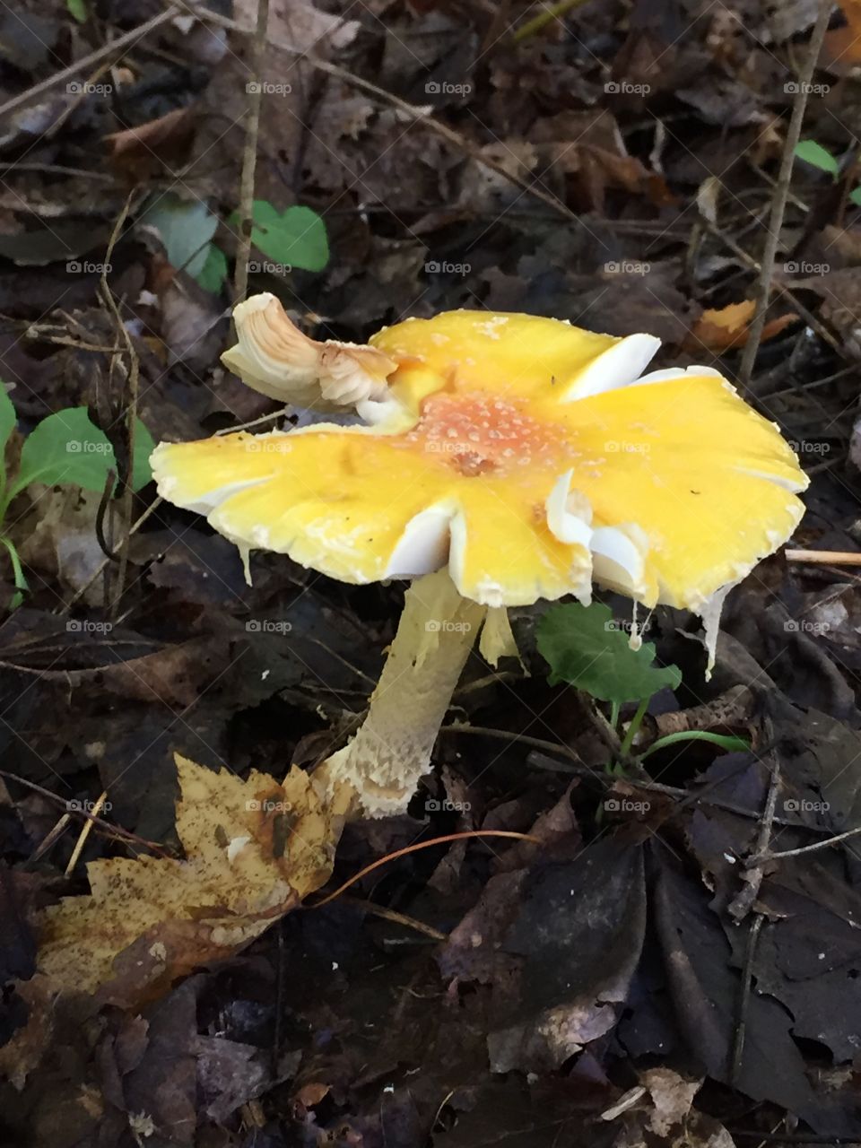 Yellow mushroom 