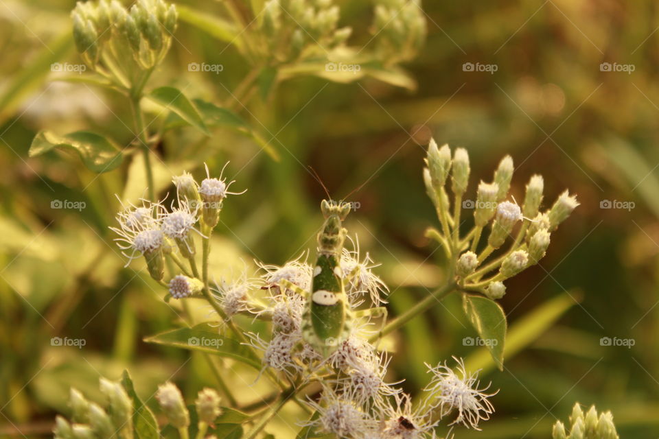 Cute grasshopper perched on a leaf