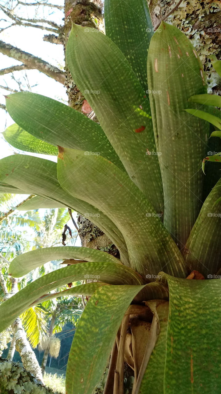 albaramiil wal'ashjar walmanazir altabieiat wal'awraq walnabatat.