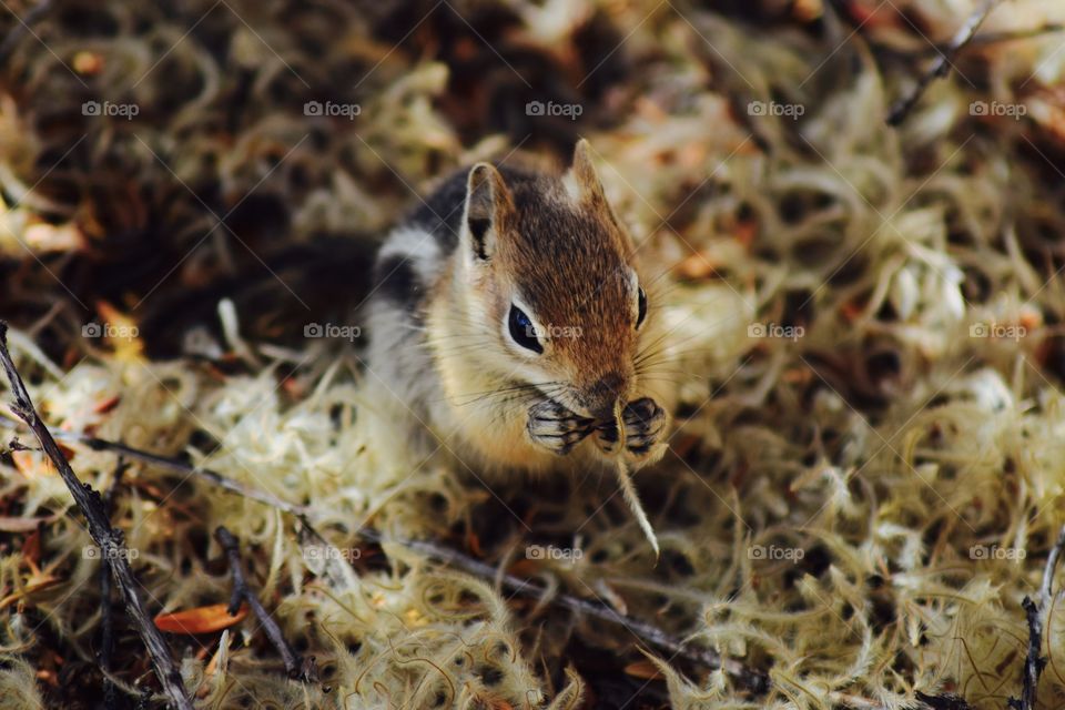 baby squirrel in Bryce Canyon National park