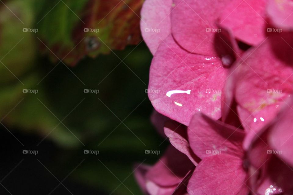 Pink Hydrangea (4 of 4)