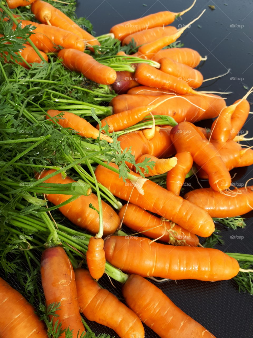 Freshly dug washed delicious garden carrots.