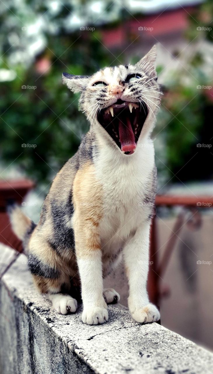 Cat Yawning