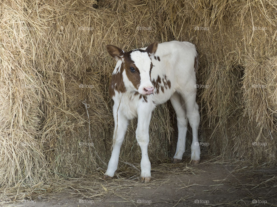 2 Days old baby cow standing in front of haystacks 