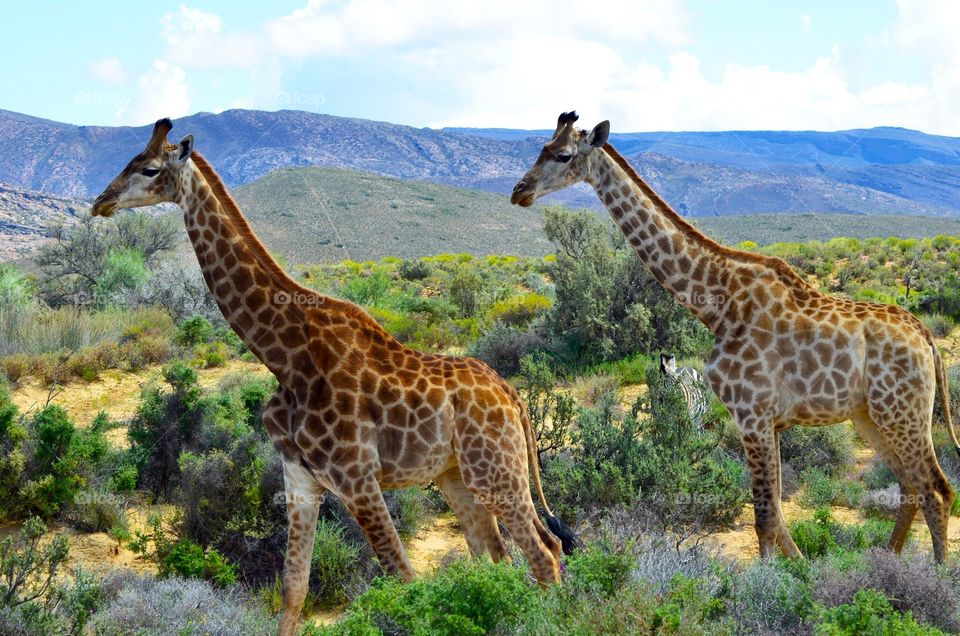 Safari in South Africa